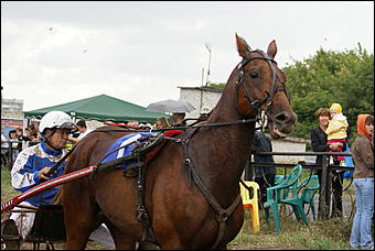 19 августа 2007г., Барнаул   Конно-спортивные состязания на "Кубок губернатора" (фото Кристины Красниковой)