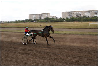 19 августа 2007г., Барнаул   Конно-спортивные состязания на "Кубок губернатора" (фото Кристины Красниковой)