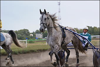 19 августа 2007г., Барнаул   Конно-спортивные состязания на "Кубок губернатора" (фото Кристины Красниковой)