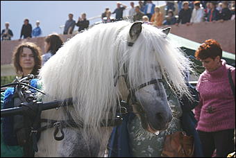 19 августа 2007г., Барнаул   Конно-спортивные состязания на "Кубок губернатора" (фото Кристины Красниковой)