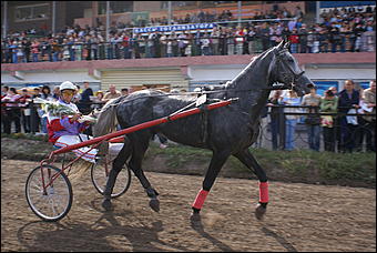 19 августа 2007г., Барнаул   Конно-спортивные состязания на "Кубок губернатора" (фото Кристины Красниковой)