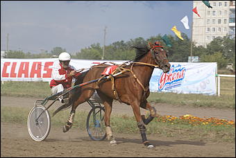19 августа 2007г., Барнаул   Конно-спортивные состязания на "Кубок губернатора" (фото Кристины Красниковой)