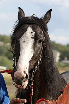 19 августа 2007г., Барнаул   Конно-спортивные состязания на "Кубок губернатора" (фото Кристины Красниковой)