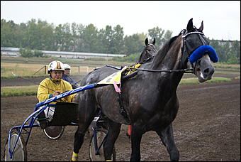 19 августа 2007г., Барнаул   Конно-спортивные состязания на "Кубок губернатора" (фото Кристины Красниковой)