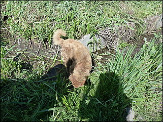 16 июня 2011 г., Барнаул   "Многострадальная" улица Кутузова