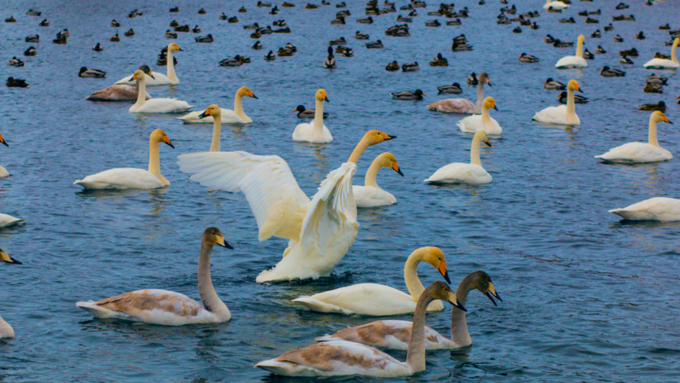 13 декабря 2015 г.,    Открытие зимнего туристического сезона в рамках праздника "Алтайская зимовка" прошла на озере Светлое в Советском районе