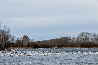 13 декабря 2015 г.,    Открытие зимнего туристического сезона в рамках праздника "Алтайская зимовка" прошла на озере Светлое в Советском районе