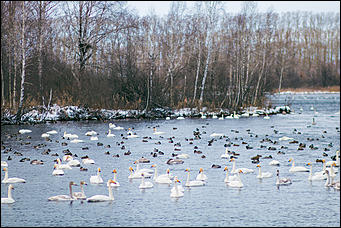 13 декабря 2015 г.,    Открытие зимнего туристического сезона в рамках праздника "Алтайская зимовка" прошла на озере Светлое в Советском районе