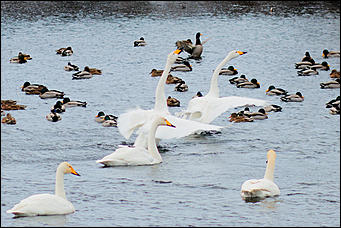 13 декабря 2015 г.,    Открытие зимнего туристического сезона в рамках праздника "Алтайская зимовка" прошла на озере Светлое в Советском районе