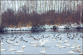 13 декабря 2015 г.,    Открытие зимнего туристического сезона в рамках праздника "Алтайская зимовка" прошла на озере Светлое в Советском районе