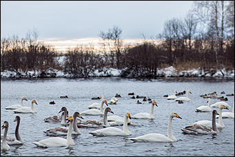 13 декабря 2015 г.,    Открытие зимнего туристического сезона в рамках праздника "Алтайская зимовка" прошла на озере Светлое в Советском районе