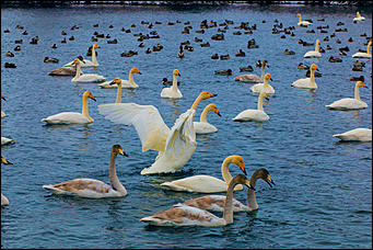 13 декабря 2015 г.,    Открытие зимнего туристического сезона в рамках праздника "Алтайская зимовка" прошла на озере Светлое в Советском районе