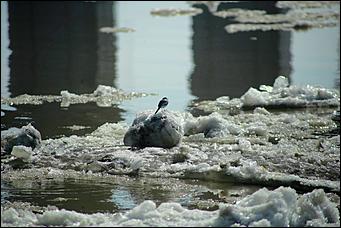 16 апреля 2021 г., Барнаул   Мощь и красота барнаульского ледохода