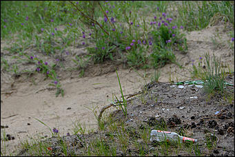 1 июнь 2013 г., Барнаул   Уникальный ленточный бор стал чище (фото А. Баулина)