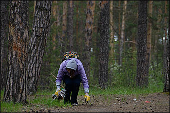 1 июнь 2013 г., Барнаул   Уникальный ленточный бор стал чище (фото А. Баулина)