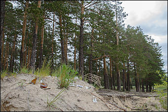 1 июнь 2013 г., Барнаул   Уникальный ленточный бор стал чище (фото А. Баулина)