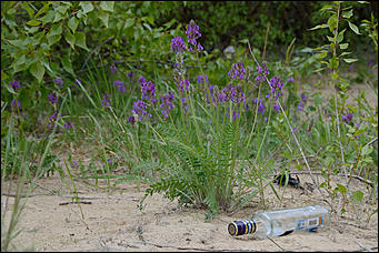 1 июнь 2013 г., Барнаул   Уникальный ленточный бор стал чище (фото А. Баулина)