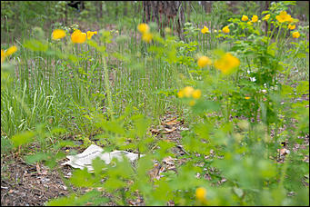1 июнь 2013 г., Барнаул   Уникальный ленточный бор стал чище (фото А. Баулина)