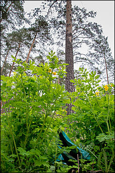 1 июнь 2013 г., Барнаул   Уникальный ленточный бор стал чище (фото А. Баулина)