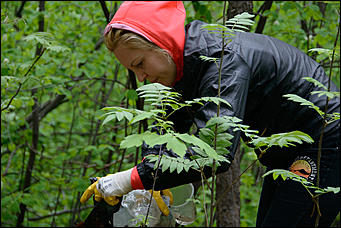 1 июнь 2013 г., Барнаул   Уникальный ленточный бор стал чище (фото А. Баулина)