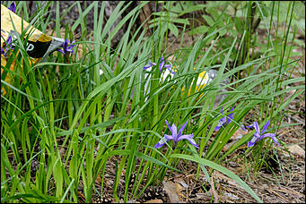 1 июнь 2013 г., Барнаул   Уникальный ленточный бор стал чище (фото А. Баулина)