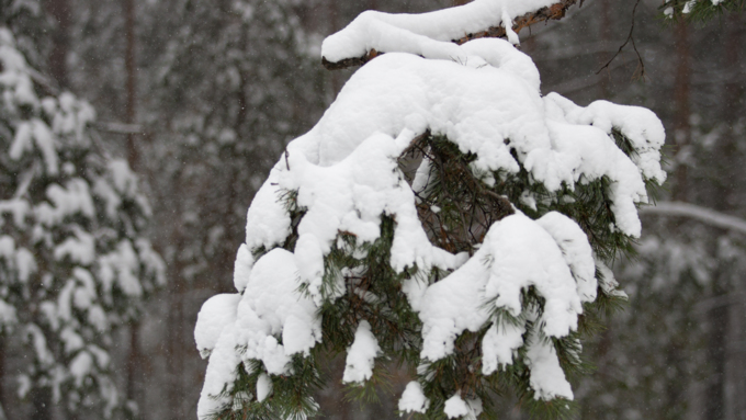 14 ноябрь 2016 г., Барнаул   Снежная сказка в ленточном бору