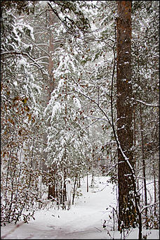 14 ноябрь 2016 г., Барнаул   Снежная сказка в ленточном бору