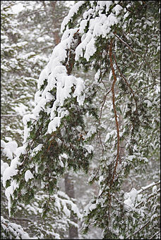 14 ноябрь 2016 г., Барнаул   Снежная сказка в ленточном бору