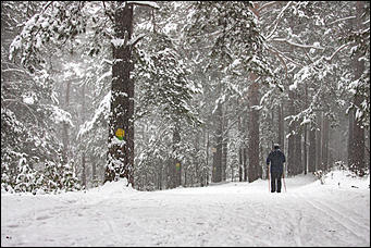 14 ноябрь 2016 г., Барнаул   Снежная сказка в ленточном бору