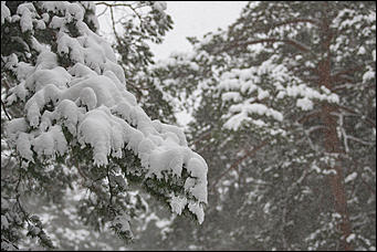 14 ноябрь 2016 г., Барнаул   Снежная сказка в ленточном бору