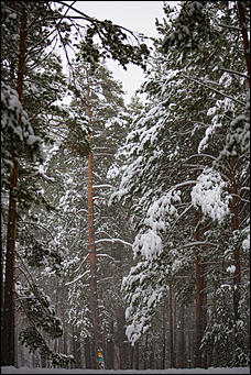 14 ноябрь 2016 г., Барнаул   Снежная сказка в ленточном бору