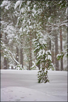 14 ноябрь 2016 г., Барнаул   Снежная сказка в ленточном бору