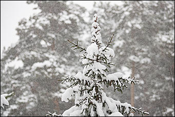 14 ноябрь 2016 г., Барнаул   Снежная сказка в ленточном бору