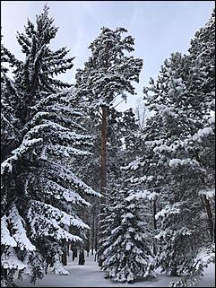 14 ноябрь 2016 г., Барнаул   Снежная сказка в ленточном бору