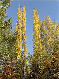 18 сентября 2011 г., Барнаул   Барнаульцы на прогулке в НИИ им. Лисавенко