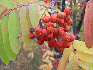 18 сентября 2011 г., Барнаул   Барнаульцы на прогулке в НИИ им. Лисавенко
