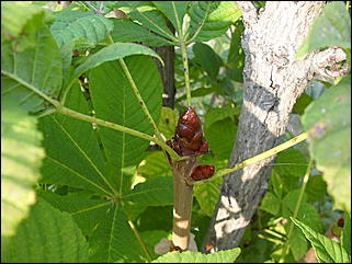 18 сентября 2011 г., Барнаул   Барнаульцы на прогулке в НИИ им. Лисавенко