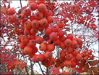 18 сентября 2011 г., Барнаул   Барнаульцы на прогулке в НИИ им. Лисавенко