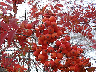18 сентября 2011 г., Барнаул   Барнаульцы на прогулке в НИИ им. Лисавенко