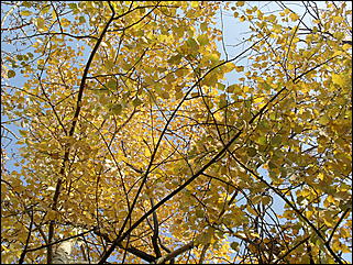 18 сентября 2011 г., Барнаул   Барнаульцы на прогулке в НИИ им. Лисавенко