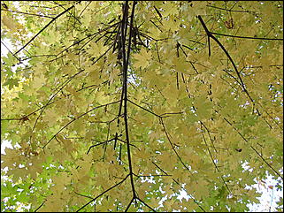 18 сентября 2011 г., Барнаул   Барнаульцы на прогулке в НИИ им. Лисавенко