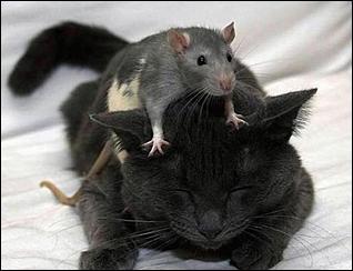 21 января 2016 г., Барнаул   Нежные звери, или Как обнимаются животные 