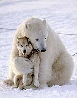 21 января 2016 г., Барнаул   Нежные звери, или Как обнимаются животные 