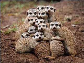 21 января 2016 г., Барнаул   Нежные звери, или Как обнимаются животные 