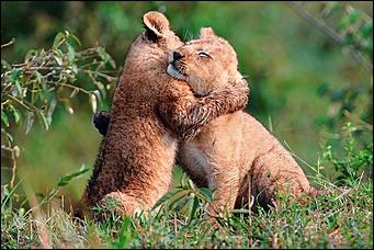 21 января 2016 г., Барнаул   Нежные звери, или Как обнимаются животные 