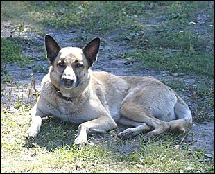 21 августа 2010 г., Барнаул   Село Лебяжье Барнаула отмечает 140-летие