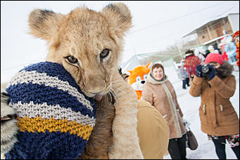 1 декабрь 2016 г., Барнаул © Амител Вячеслав Мельников   Похождения Деда Мороза из Великого Устюга в Барнауле. Фото