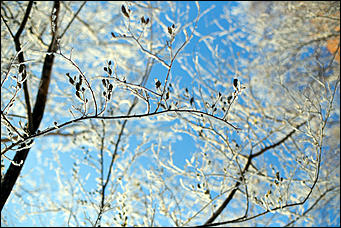 20 ноября 2018 г., Барнаул. Екатерина Смолихина   Волшебство на кончиках веток: принакрытый снегом Барнаул
