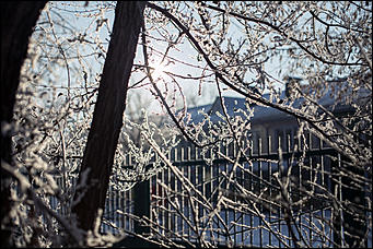 20 ноября 2018 г., Барнаул. Екатерина Смолихина   Волшебство на кончиках веток: принакрытый снегом Барнаул
