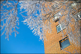 20 ноября 2018 г., Барнаул. Екатерина Смолихина   Волшебство на кончиках веток: принакрытый снегом Барнаул
